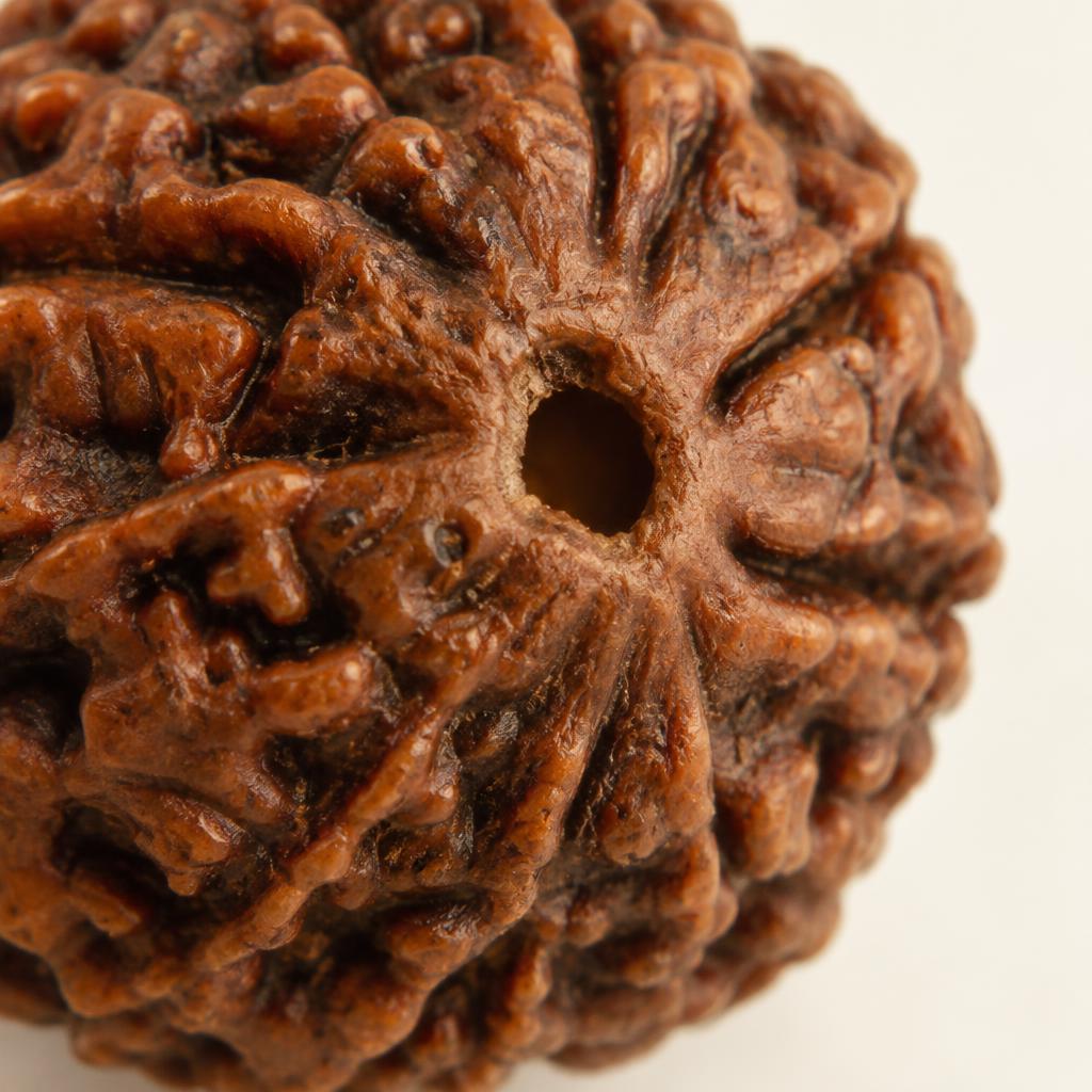 5 Mukhi Nepali Rudraksha — Medium — reverse close-up (sample photograph)